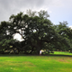 Hampton University’s Emancipation Oak
Wikimedia Commons